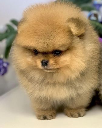TEDDY BEAR POMERANİAN YAVRULARI