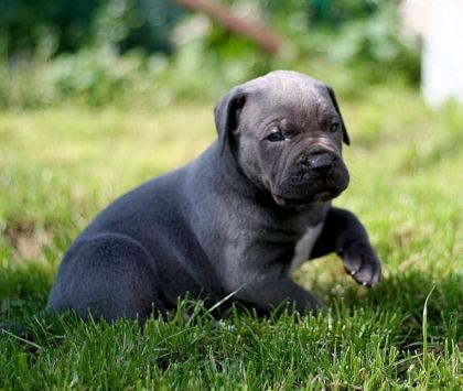 BLUE CANE CORSO YAVRULARI