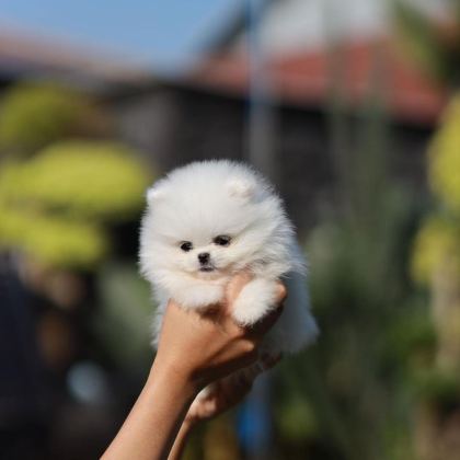 TEDDY BEAR POMERANİAN YAVRULARI