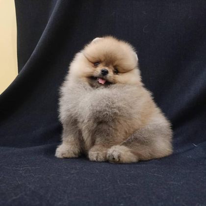 POMERANİAN BOO YAVRULARI