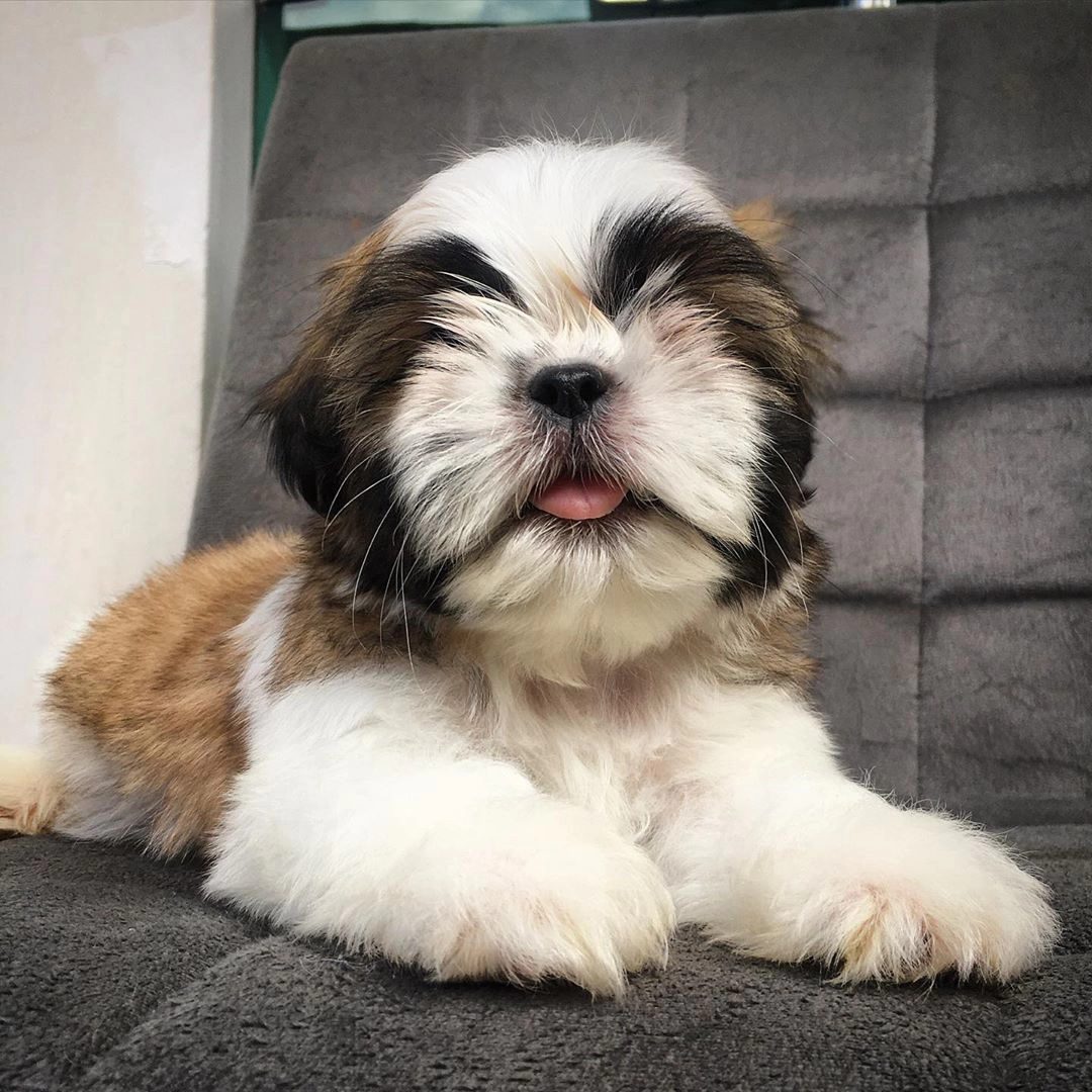 Irk Garantili Shih Tzu Yavruları