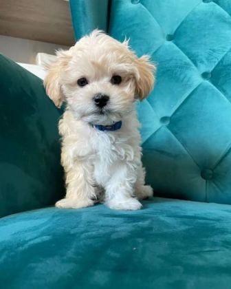 EVİNİZE NEŞE KATACAK MALTİPOO YAVRULARI