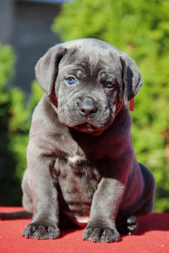BLUE CANE CORSO YAVRULARI