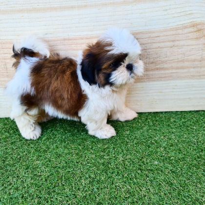 IRK GARANTİLİ SHİH TZU YAVRULARI