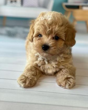 SEVİMLİ MALTİPOO YAVRULARI
