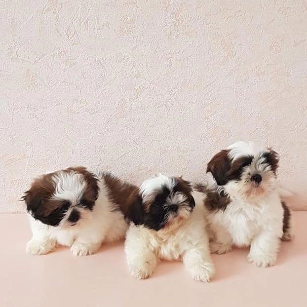 Irk Garantili Shih Tzu Yavruları