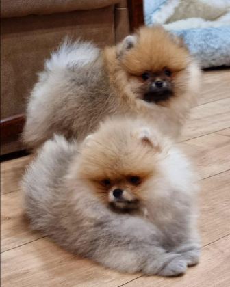 TEDDY BEAR POMERANİAN YAVRULARI