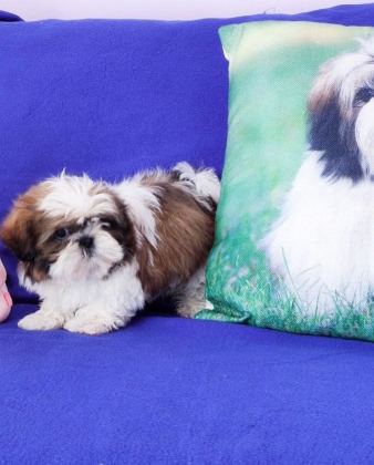 Irk Garantili Shih Tzu Yavruları