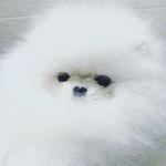 TEDDY BEAR POMERANİAN YAVRULARI