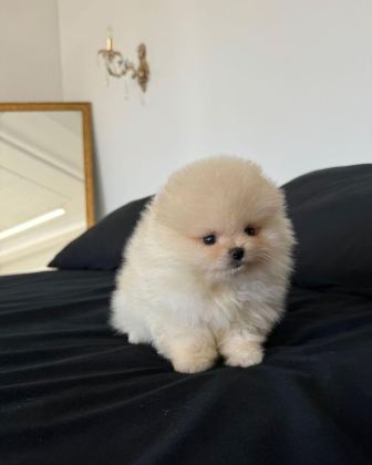 TEDDY BEAR POMERANİAN YAVRULARI