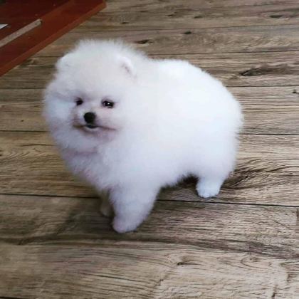 TEDDY BEAR POMERANİAN YAVRULARI