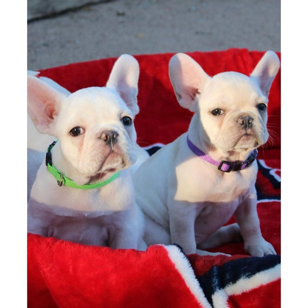 Exotic French Bulldog Yavrulari
