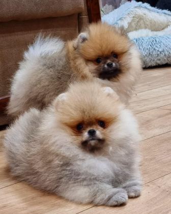 TEDDY BEAR POMERANİAN YAVRULARI