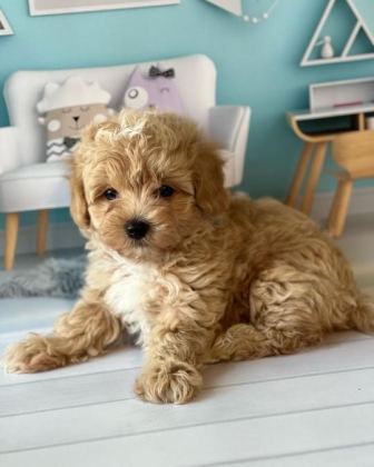 SEVİMLİ MALTİPOO YAVRULARI