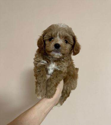 EVİNİZE NEŞE KATACAK MALTİPOO YAVRULARI