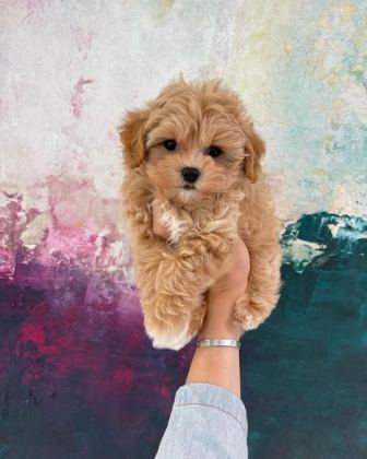 EVİNİZE NEŞE KATACAK MALTİPOO YAVRULARI