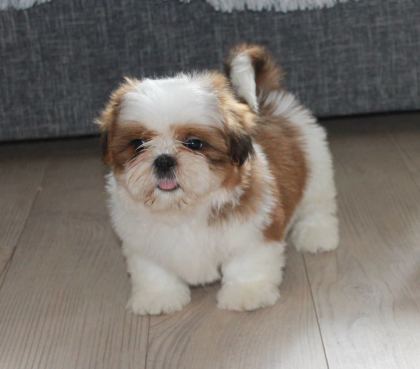 Özel Shih Tzu Yavruları