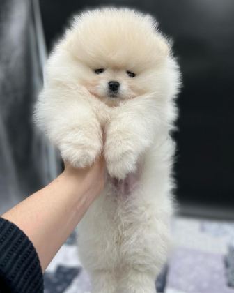 POMERANİAN BOO YAVRULARI