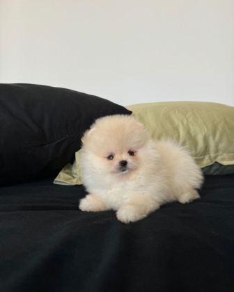 TEDDY BEAR POMERANİAN YAVRULARI