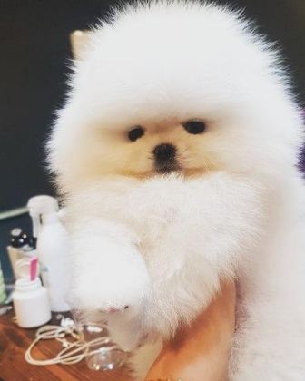 TEDDY BEAR POMERANİAN YAVRULARI