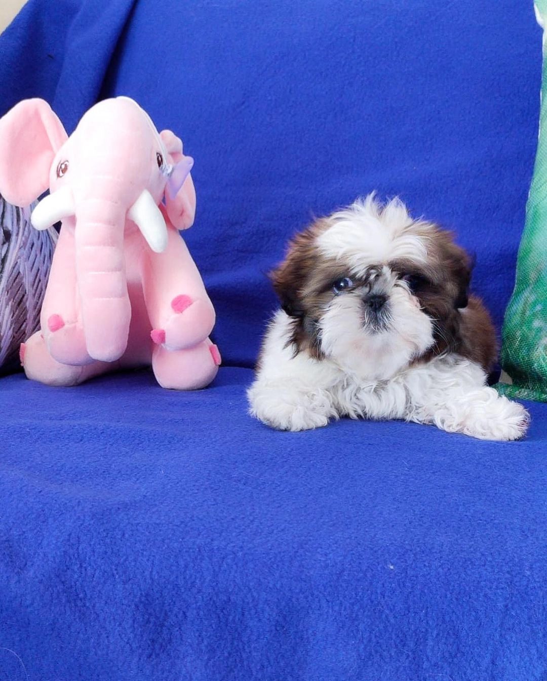 Irk Garantili Shih Tzu Yavruları