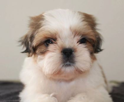 Özel Shih Tzu Yavruları