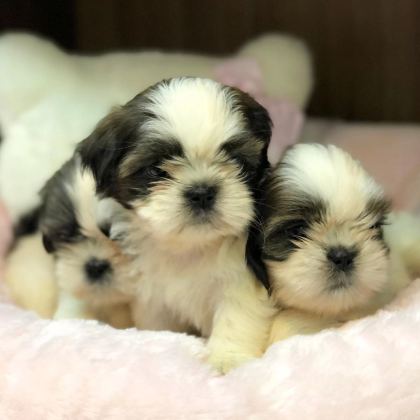 Irk Garantili Shih Tzu Yavruları