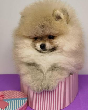 TEDDY BEAR POMERANİAN YAVRULARI