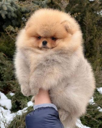 TEDDY BEAR POMERANİAN YAVRULARI