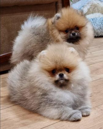 TEDDY BEAR POMERANİAN YAVRULARI