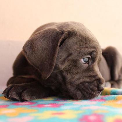 BLUE CANE CORSO YAVRULARI