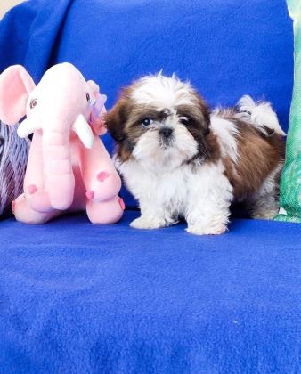 Irk Garantili Shih Tzu Yavruları