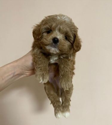 EVİNİZE NEŞE KATACAK MALTİPOO YAVRULARI
