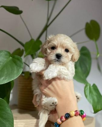 EVİNİZE NEŞE KATACAK MALTİPOO YAVRULARI