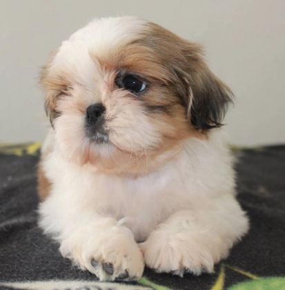 Özel Shih Tzu Yavruları