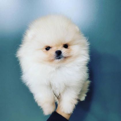 TEDDY BEAR POMERANİAN YAVRULARI