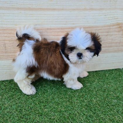 IRK GARANTİLİ SHİH TZU YAVRULARI