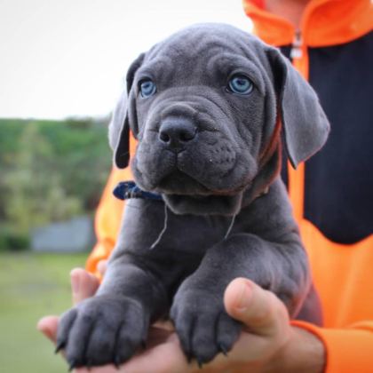 BLUE CANE CORSO YAVRULARI
