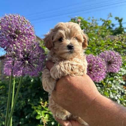 EVİNİZE NEŞE KATACAK MALTİPOO YAVRULARI