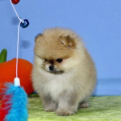TEDDY BEAR POMERANİAN YAVRULARI