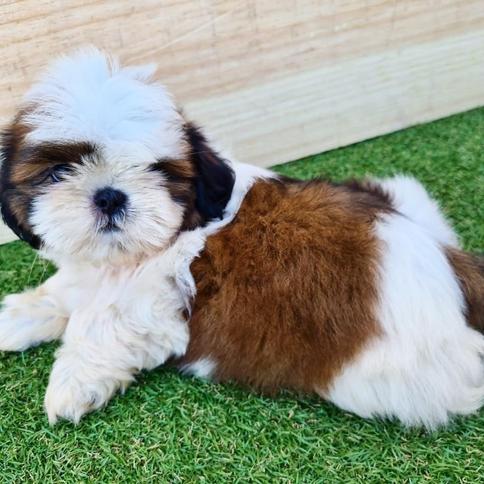 IRK GARANTİLİ SHİH TZU YAVRULARI