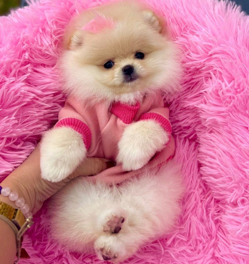 Keçiören’de Ev Neşesi Günü Gelen Aşıları Tamamlanmış Pomeranian Boo