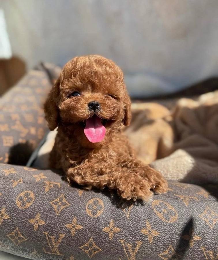 ORJİNAL TOY POODLE YAVRULARIMIZ