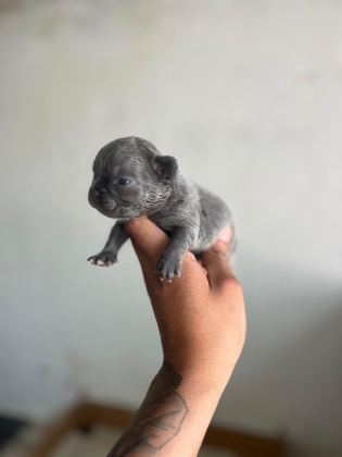 EXOTİC FRENCH BULLDOG YAVRULARIM REZERVEYE AÇIKTIR