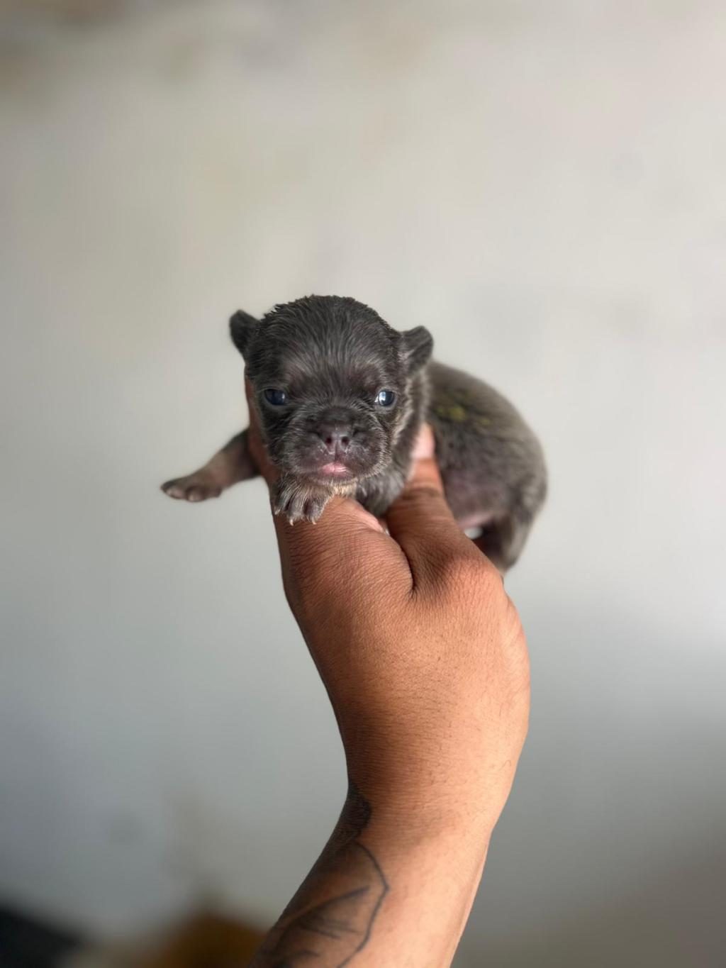 EXOTİC FRENCH BULLDOG YAVRULARIM REZERVEYE AÇIKTIR