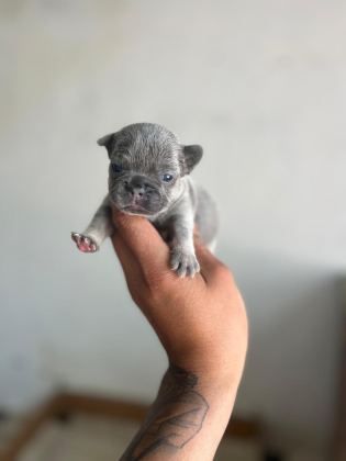 EXOTİC FRENCH BULLDOG YAVRULARIM REZERVEYE AÇIKTIR