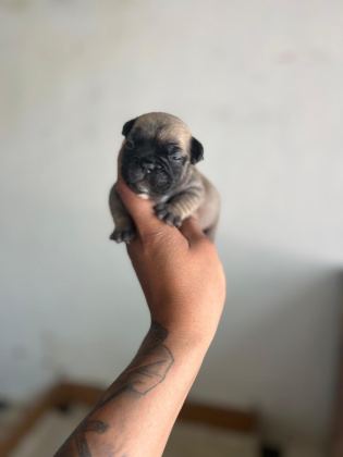 EXOTİC FRENCH BULLDOG YAVRULARIM REZERVEYE AÇIKTIR