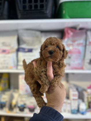 ORJİ̇NAL RED BROWN ORJİNAL KORE POODLE YAVRULAR