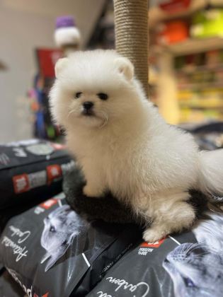 ORJİNAL TEDDY BEAR GARANTİLİ (AYI SURAT) POMERANİAN BOO