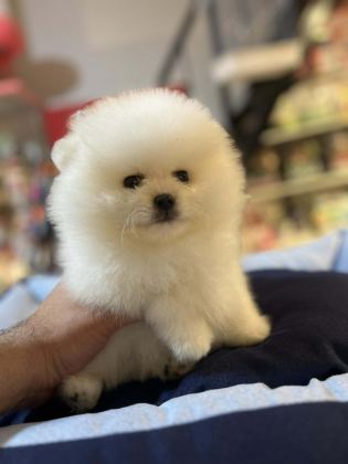 ORJİNAL TEDDY BEAR GARANTİLİ (AYI SURAT) POMERANİAN BOO
